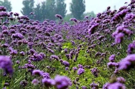 马鞭草,马鞭草图片