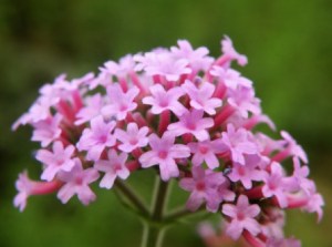 马鞭草,马鞭草图片