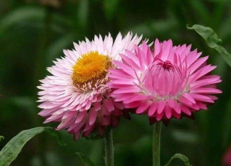 麦秆菊,麦秆菊图片