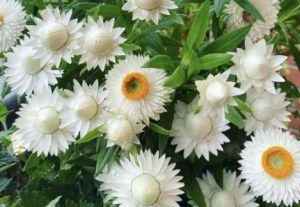 麦秆菊,麦秆菊图片