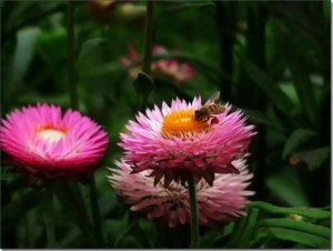 麦秆菊,麦秆菊图片
