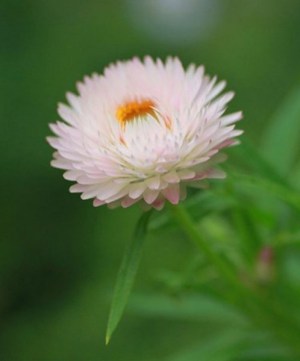 麦秆菊,麦秆菊图片