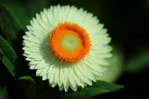 麦秆菊,麦秆菊图片