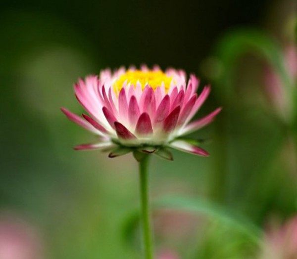 麦秆菊,麦秆菊图片