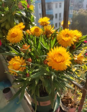 麦秆菊,麦秆菊图片