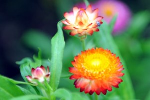 麦秆菊,麦秆菊图片