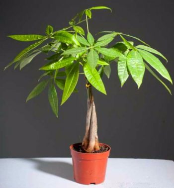 马拉巴栗花卉图片
