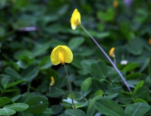 蔓花生,蔓花生图片