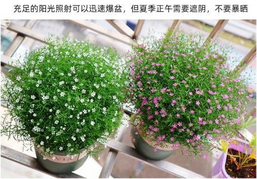 满天星,满天星图片