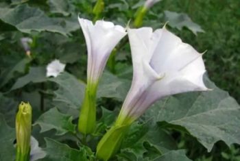曼陀罗花卉图片