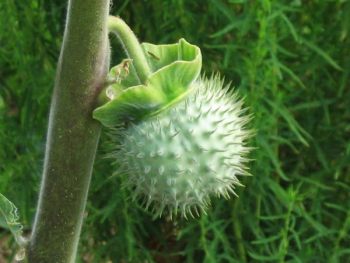 曼陀罗花卉图片
