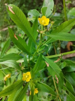 毛草龙,毛草龙图片
