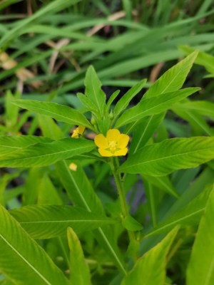 毛草龙,毛草龙图片