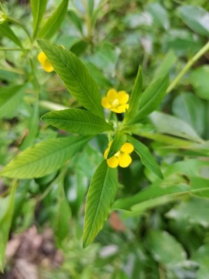 毛草龙,毛草龙图片