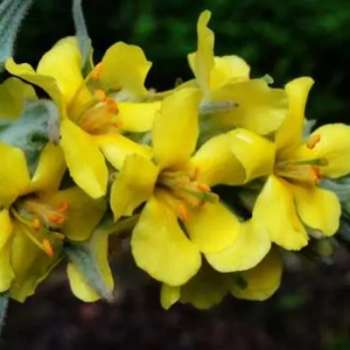 毛蕊花