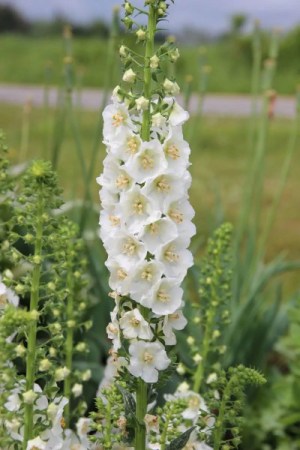 毛蕊花,毛蕊花图片
