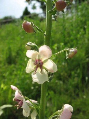 毛蕊花,毛蕊花图片