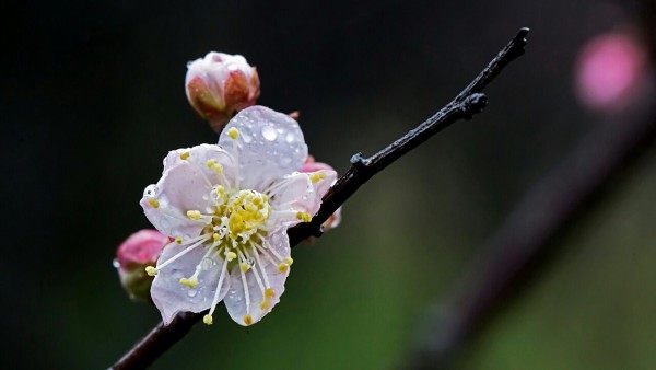 梅花,梅花图片
