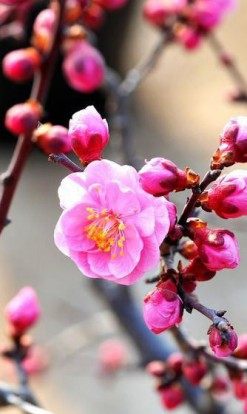 梅花花卉图片