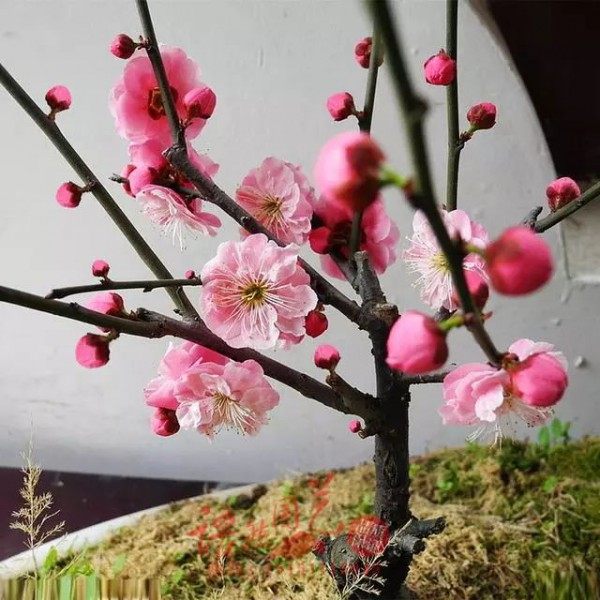 梅花,梅花图片