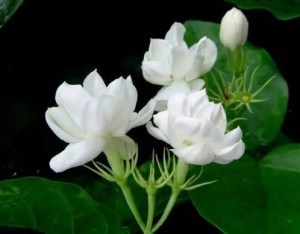 茉莉,茉莉图片