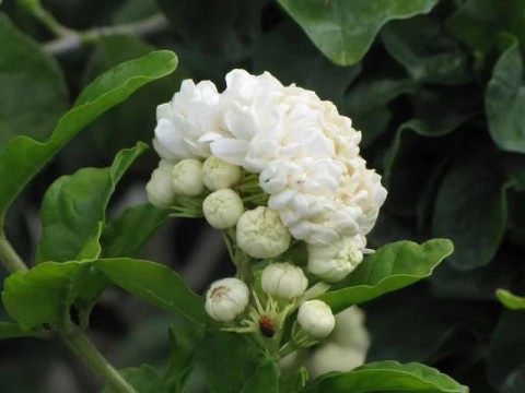 茉莉,茉莉图片