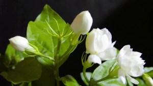 茉莉,茉莉图片