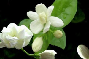 茉莉,茉莉图片