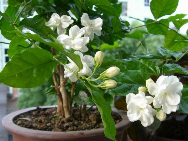 茉莉,茉莉图片