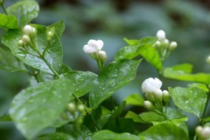 茉莉,茉莉图片
