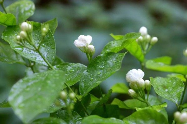 茉莉,茉莉图片