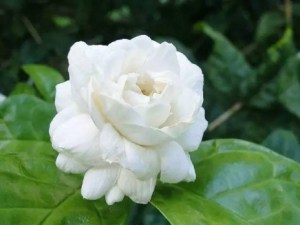 茉莉,茉莉图片