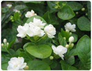 茉莉,茉莉图片