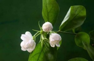 茉莉,茉莉图片