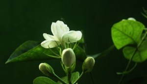 茉莉,茉莉图片