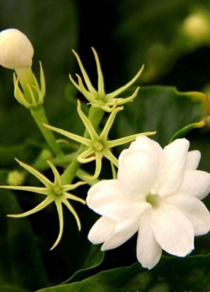 茉莉,茉莉图片