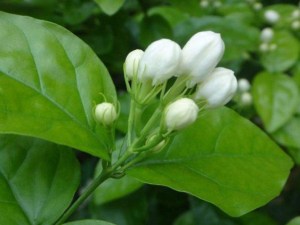 茉莉,茉莉图片