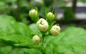 茉莉,茉莉图片