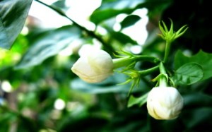茉莉,茉莉图片
