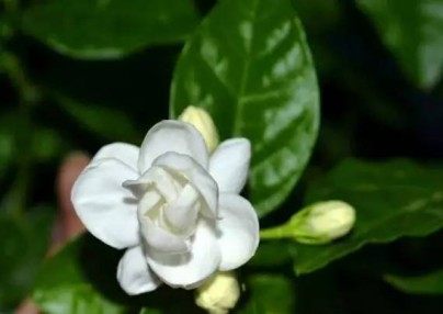 茉莉,茉莉图片