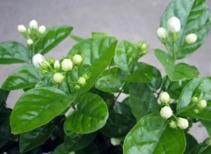 茉莉,茉莉图片