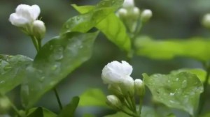 茉莉,茉莉图片