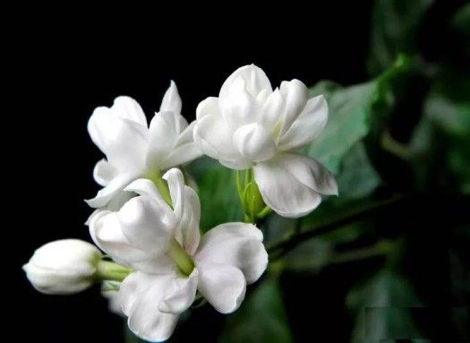 茉莉,茉莉图片
