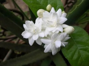 茉莉,茉莉图片