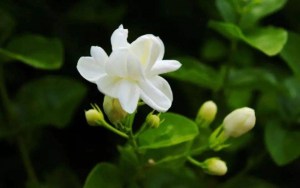 茉莉,茉莉图片