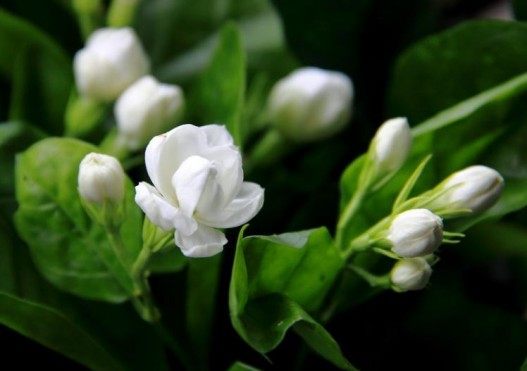 茉莉花,茉莉花图片