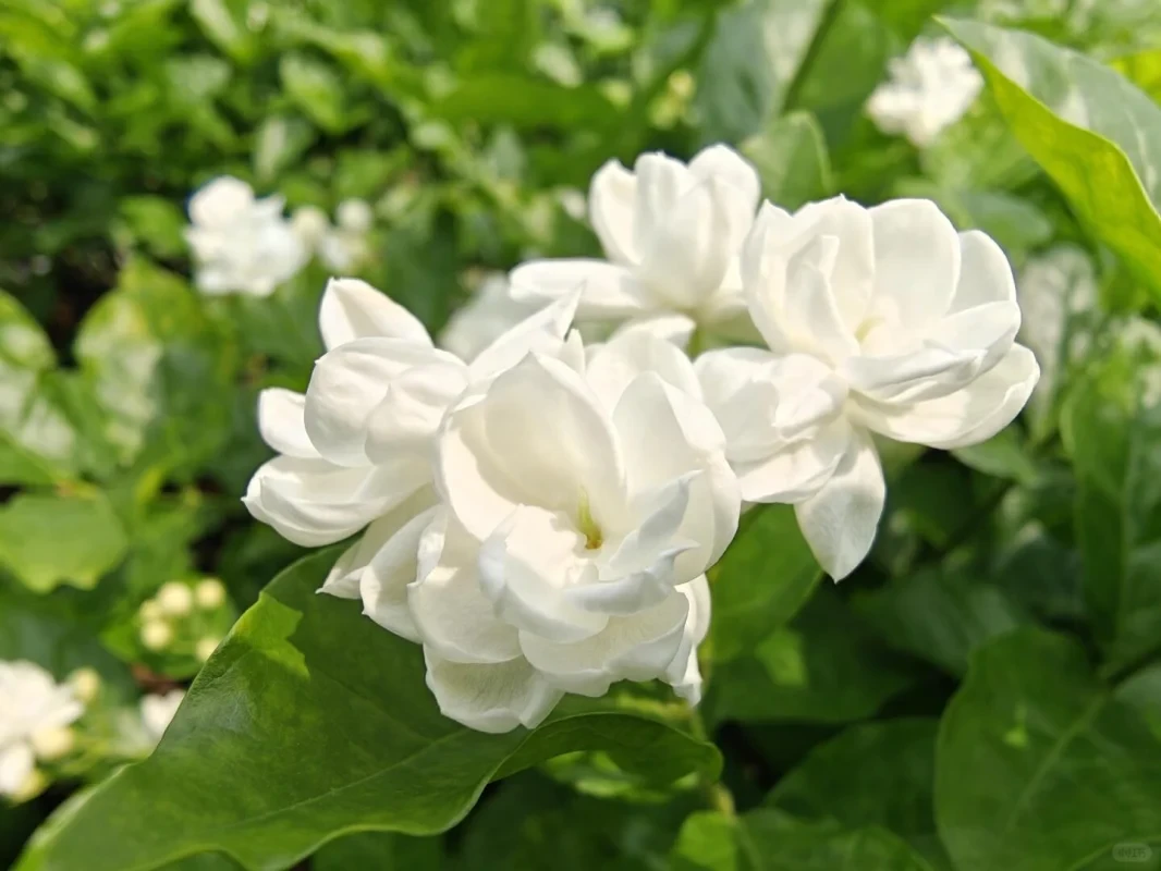 茉莉花洁白清香，花期虽短却令人难忘。