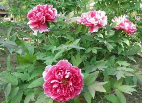牡丹花,牡丹花图片
