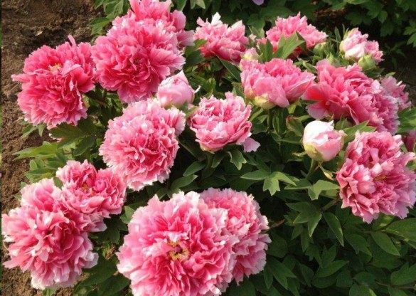 牡丹花,牡丹花图片