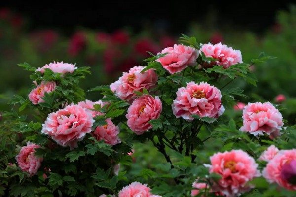 牡丹花,牡丹花图片